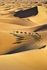 Sahara desert, Camel caravan and camel drivers