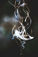 Style my Home series by Liberty Ragazza Biesma