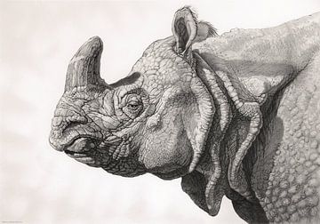 Portrait d'un rhinocéros indien
