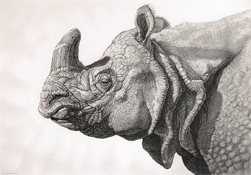 Indian Rhino portrait by Waterside Studio