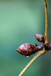 Bouton de fleur d'un marronnier d'Inde rouge sur Jochem Matthijsse
