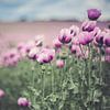 Papaver sur Caroline Meister