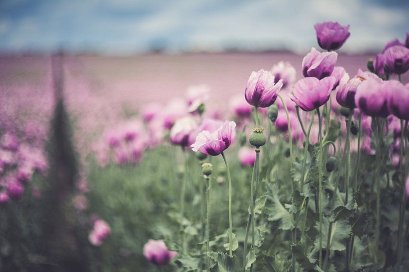Papaver von Caroline Meister