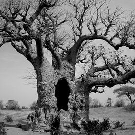 baobab b&w van joost vandepapeliere