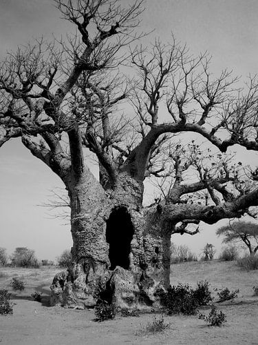 baobab b&w van joost vandepapeliere