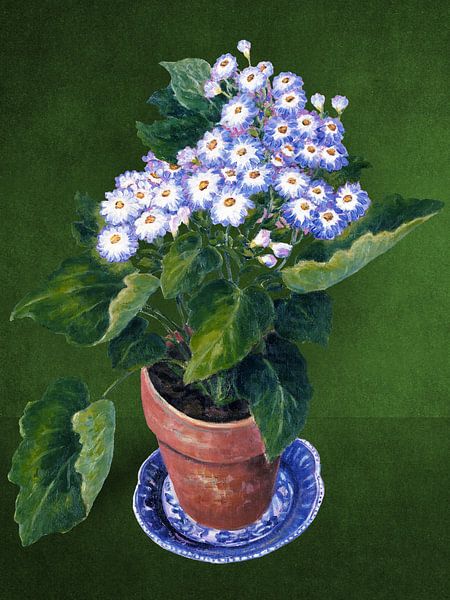 Cineraria, by Josephine by Marja van den Hurk