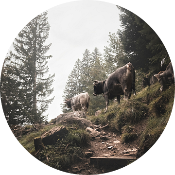 Follow the leader | Zwitserland | kudde koeien