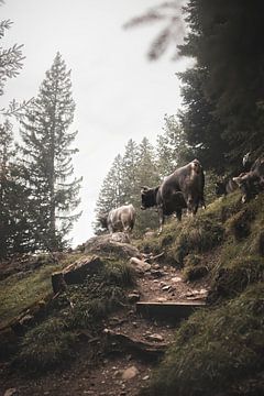 Follow the leader | Zwitserland | kudde koeien van Laura Dijkslag