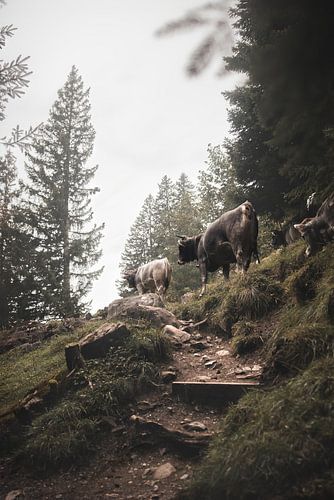 Follow the leader | Zwitserland | kudde koeien