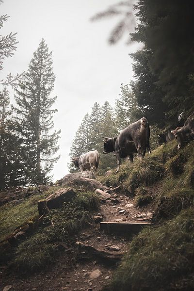 Follow the leader | Switzerland | herd of cows by Laura Dijkslag