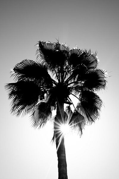 Palm tree silhouette with sunrays | black and white by Madinja Groenenberg