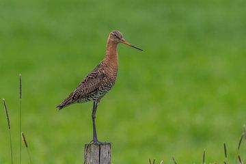Nationale vogel Grutto van Wendy van der Klift-Bartelings
