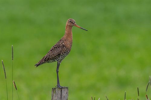 Nationale vogel Grutto