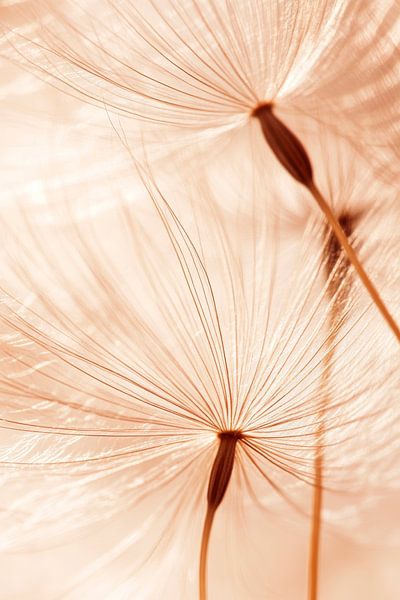 Dandelion seeds by Poster Art Shop