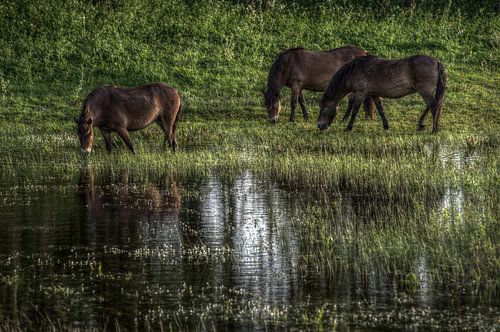 You can lead a horse to water