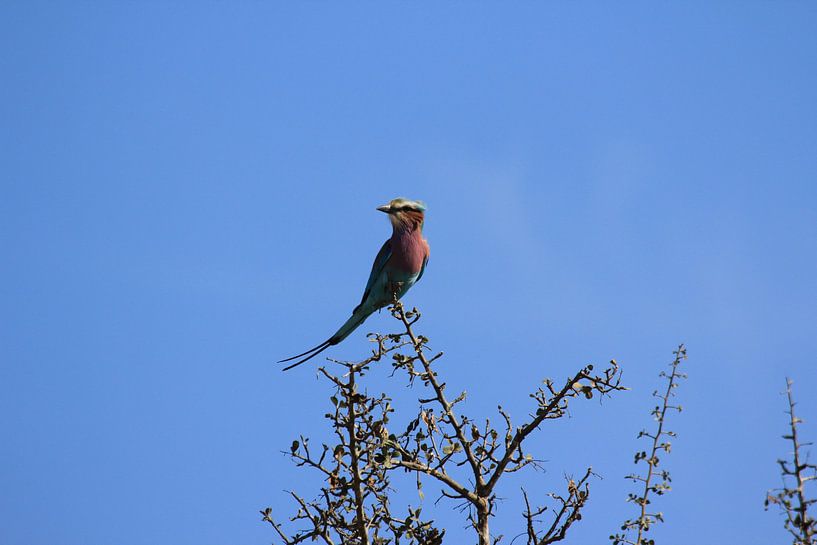 veelkleurige vogel von Irene de Moree