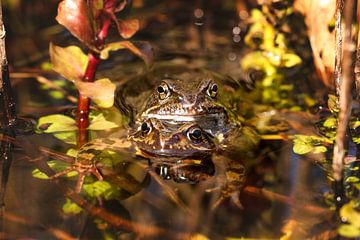 frogs by Esmee Eeltink