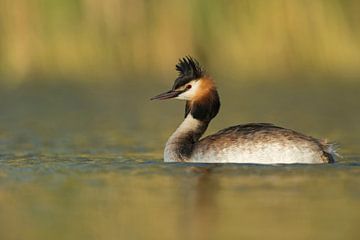 Fuut (Podiceps cristatus) in natuurlijke omgeving, warme kleuren, laat licht, wild, Europa. van wunderbare Erde