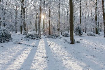 Stralend winterlandschap van een bos met sneeuw en zonnestralen