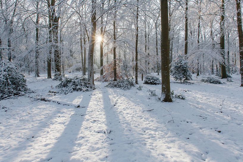 Stralend winterlandschap van een bos met sneeuw en zonnestralen van Martin Stevens