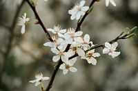 Lente bloesem