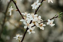 Lente bloesem by Maja Smits
