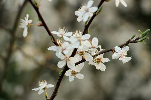 Lente bloesem