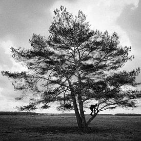 The Tree van Kiri Pruntel