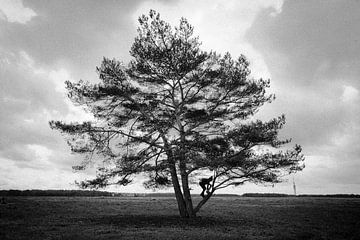 The Tree van Kiri Pruntel