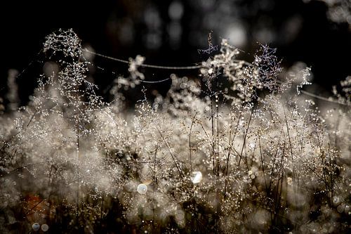 The dewdrops together form a whole landscape that plays with the light.