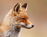 red fox van Pim Leijen thumbnail
