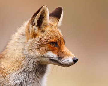 renard roux sur Pim Leijen