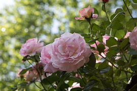 Rosa Rosen auf grünem Hintergrund von Evelien Bauwens