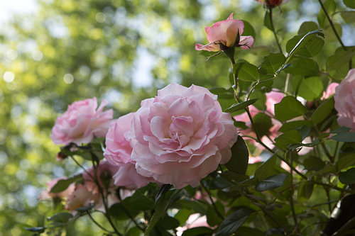 Pink roses on a green background by Evelien Bauwens