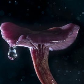 Pilz mit Tropfen im Regen von Patricia Mallens