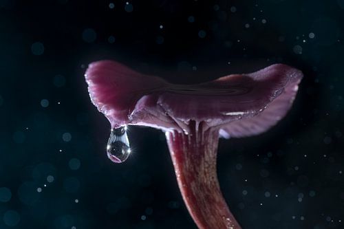 Mushroom with drop in the rain