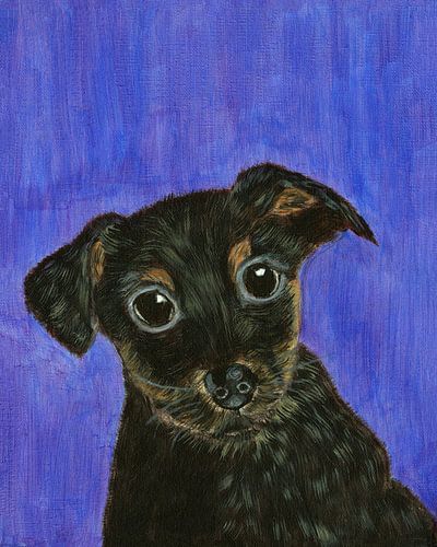 Zwarte hond pup Jack Russell