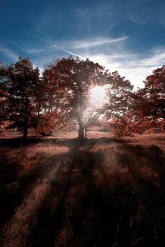 Forêt d'automne sur Pixel4ormer