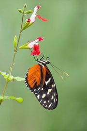 Heliconius hecale by Marleen van Meurs