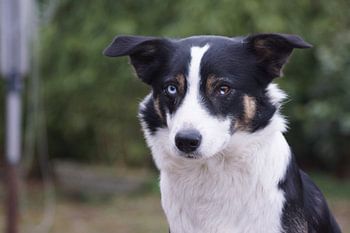 Makker, Husky x Border collie dog