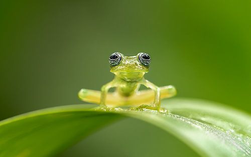 Vert sur vert (grenouille) sur Gladys Klip