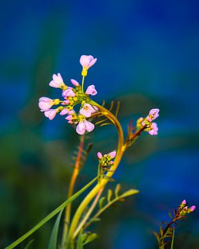 Little flowers along the water