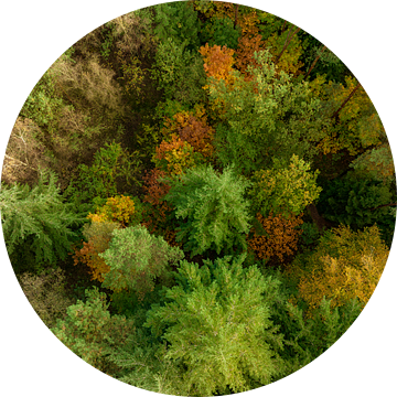 Herfstbos met kleurrijke bladeren van bovenaf gezien