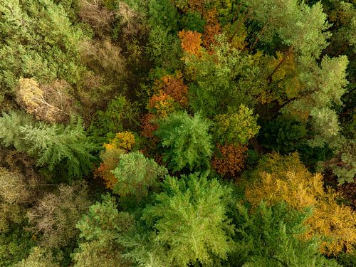Herfstbos met kleurrijke bladeren van bovenaf gezien