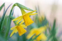 Daffodils