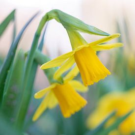 Jonquilles sur Mark Dankers