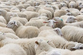 Herd of sheep