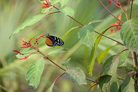 Tiger Longwing (Heliconius hecale) by Ronald Pol
