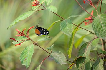 Tijger-passiebloemvlinder (Heliconius hecale) van Ronald Pol