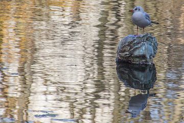 Reflection of resting gull by didier de borle